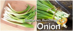Onion - Evergreen (Bunching) 18 Onion - Evergreen (Bunching) -seedsnow Sales Store page 0d491ef1 5aab 419d 853e 5b5427a1e871