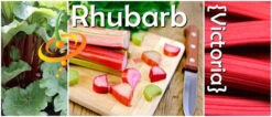 Rhubarb - Victoria -seedsnow Sales Store page 1106133e b69a 4cd2 b602 e571174054a2