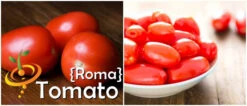 Tomato - Roma (Determinate) -seedsnow Sales Store page 11ef2f51 0b6b 4a7d b33d 637d734ba4ff