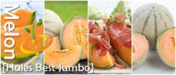 Melon (Cantaloupe) - Hales Best Jumbo -seedsnow Sales Store page 153e0d61 1c2f 41f1 b1bb fc706a87dd8e