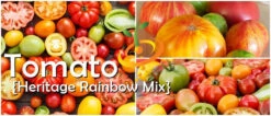 Tomato - Heritage Rainbow Mix (Indeterminate) -seedsnow Sales Store page 18a072ac 5916 436d 8172 d302648c0e3b