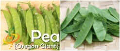 Pea (Snow) - Oregon Giant 26 Pea (Snow) - Oregon Giant -seedsnow Sales Store page 1c7edf4e af4b 42bd b18f 66b66eb1c561