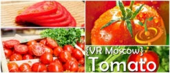 Tomato - VR Moscow (Determinate) -seedsnow Sales Store page 1d4c2f3e 25b4 4223 be84 c78e8cf14686