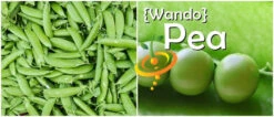 Pea - Wando -seedsnow Sales Store page 2057bcbc d5fa 4ccb bb69 e3d721479029