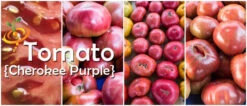 Tomato - Cherokee Purple (Indeterminate) -seedsnow Sales Store page 23256df7 3991 4a57 85ce d449d7271bab