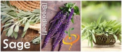 Sage - Broadleaf -seedsnow Sales Store page 25651e6f 19eb 4d80 9b18 c6f374d8954a