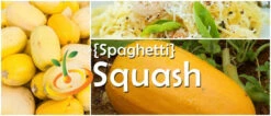 Squash (Winter) - Spaghetti -seedsnow Sales Store page 27253d15 06e9 41c0 a52d a3a285fd83ce