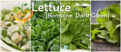 Lettuce - Romaine, Dark Green -seedsnow Sales Store page 2cfce0b5 9854 4dbc 8ce4 69af498f2dba