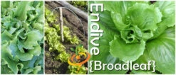 Endive - Broadleaf, Classic -seedsnow Sales Store page 2dc5e467 3bf3 4d53 af1d cce10d2dbbb6