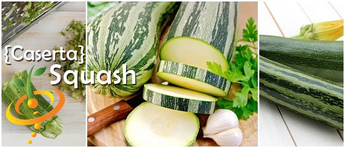 Squash (Summer) - Caserta 7 Squash (Summer) - Caserta - Image 5