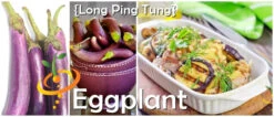 Eggplant - Long Ping Tung -seedsnow Sales Store page 335b207c 278e 45cc af92 0c257a39aff0