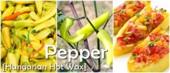 Pepper (Hot) - Hungarian Hot Wax 🔥 -seedsnow Sales Store page 3463aff1 a988 44e4 a444 913a15a47328