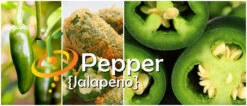Pepper (Hot) - Jalapeño, Green 🔥🔥 -seedsnow Sales Store page 373f0a37 9d25 45fe 98e7 e171965bae6d