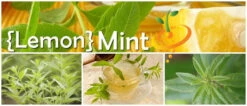Mint - Lemon -seedsnow Sales Store page 40e5eec2 90cf 4ffa 8a3e 034c9173f50b