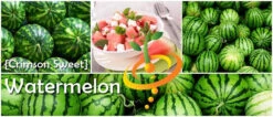 Watermelon - Crimson Sweet -seedsnow Sales Store page 46fc808e 799a 4ed7 8620 d70c94a36efd