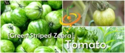 Tomato - Green Striped Zebra (Semi-determinate) -seedsnow Sales Store page 49bee66d 03bd 461a 9f69 23515f35e6e3