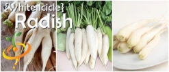 Radish - White Icicle -seedsnow Sales Store page 4a063a93 8844 4fbb a195 8afb5e8a325b