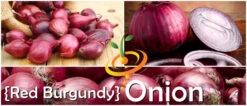 Onion - Red Burgundy (Short Day) 15 Onion - Red Burgundy (Short Day) -seedsnow Sales Store page 4aea7e9a 4145 4333 96bf 8fcf182e369e