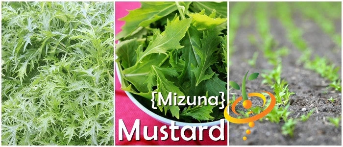 Mustard - Mizuna 9 Mustard - Mizuna - Image 7