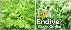 Endive - Green Curled 12 Endive - Green Curled -seedsnow Sales Store page 5582bd0b e547 4524 b762 c9f6308786f6