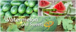 Watermelon - All Sweet -seedsnow Sales Store page 562e2b0d c149 447c 8be0 80bf0b186bd9