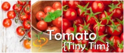 Tomato - Tiny Tim (Determinate) -seedsnow Sales Store page 56af90ec 3b71 4619 a137 f902dda9dccb