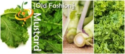 Mustard - Old Fashion -seedsnow Sales Store page 57d77f2b 6b87 40bc a01b e4d70c1c57c6