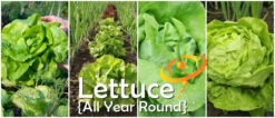 Lettuce - All Year Round -seedsnow Sales Store page 59ec0127 fa15 4652 8167 ebd383da7ff6