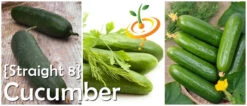 Cucumber - Straight 8 -seedsnow Sales Store page 59fba811 2090 45ba 8abf bc995017549b