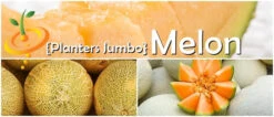 Melon (Cantaloupe) - Planters Jumbo -seedsnow Sales Store page 5ff9e8dc e5f8 4eaa 9305 ac9f586d217e
