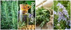 Rosemary -seedsnow Sales Store page 68852980 773a 41a9 af96 eebb54f7034d