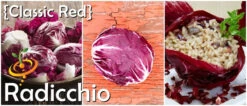 Radicchio - Classic Red (Italian Chicory) -seedsnow Sales Store page 69afae66 fb03 4ed9 b8bd 6f224698210a