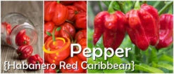 Pepper (Hot) - Habanero, Red Caribbean 🔥🔥🔥🔥🔥 -seedsnow Sales Store page 6e1a1269 e8a9 41db b9b8 e6f9614c69a7