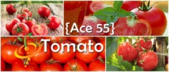 Tomato - Ace 55 (Determinate) 16 Tomato - Ace 55 (Determinate) -seedsnow Sales Store page 6f5b2dd2 1e1a 45df 93a3 28037e06fcdb