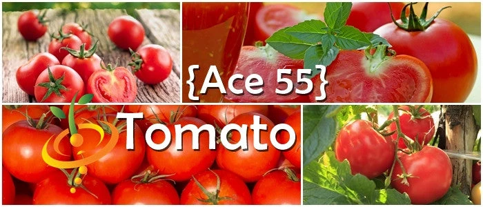 Tomato - Ace 55 (Determinate) 8 Tomato - Ace 55 (Determinate) - Image 6
