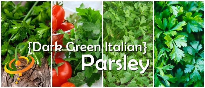 Parsley - Dark Green Italian Giant 9 Parsley - Dark Green Italian Giant - Image 7