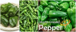 Pepper (Hot) - Ancho Grande 🔥 -seedsnow Sales Store page 729218de f23f 4620 a5c4 f200b4287f26