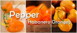 Pepper (Hot) - Habanero, Orange 🔥🔥🔥🔥 -seedsnow Sales Store page 7398d650 9d7a 434b bf9b d7aa56ea0dc5