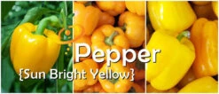 Pepper (Sweet) - Sunbright Yellow -seedsnow Sales Store page 73e2155a 8096 48ce bb91 c043f43eee16