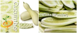 Cucumber - White Wonder 16 Cucumber - White Wonder -seedsnow Sales Store page 7532a928 a3b5 4195 bdfe baa562c2a37f