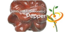 Pepper (Hot) - Habanero, Chocolate 🔥🔥🔥🔥🔥 -seedsnow Sales Store page 7817d4c4 d54b 4e4a baa3 1955c8b53d34