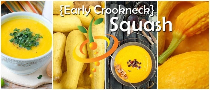 Squash (Summer) - Crookneck, Yellow 11 Squash (Summer) - Crookneck, Yellow - Image 9