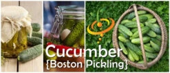 Cucumber - Boston Pickling -seedsnow Sales Store page 866734a3 1109 4676 930b 1fc4a7e9b17b