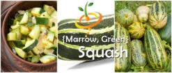 Squash (Summer) - Marrow, Green -seedsnow Sales Store page 90043ebe 843c 4992 bbda 9cc7321f5179