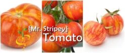 Tomato - Mr. Stripey (Indeterminate) -seedsnow Sales Store page 98acdd98 cb93 48da 9354 8aa00adb48b4