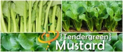 Mustard - Tendergreen -seedsnow Sales Store page 98ca2945 33b8 4f95 be2e 3a924b3353e8