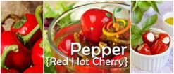 Pepper (Hot) - Cherry, Red 🔥🔥 -seedsnow Sales Store page a72474d2 7155 4249 b98f 8c65f30a3ec4