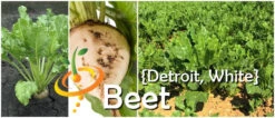 Beet - Detroit (White) -seedsnow Sales Store page a79da235 20f4 4d77 a8a1 e3c7a2d3559d
