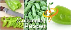 Pepper (Sweet) - Cubanelle 11 Pepper (Sweet) - Cubanelle -seedsnow Sales Store page aa2d8574 4cbf 4c91 a6db fd43c080568d