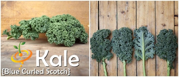 Kale - Classic, Blue Curled Scotch 9 Kale - Classic, Blue Curled Scotch - Image 7